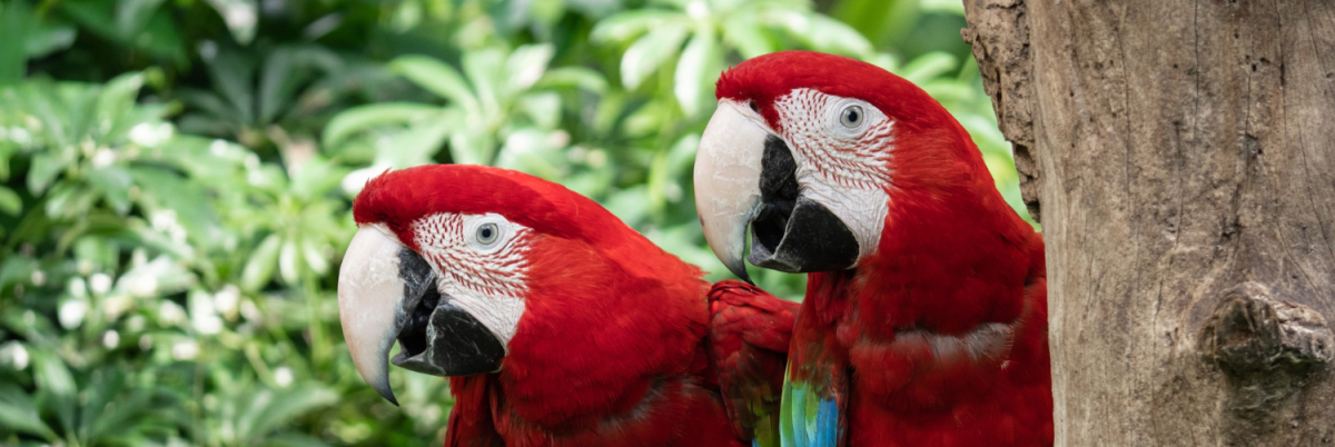 Two red macaw parrots perched beside a tree