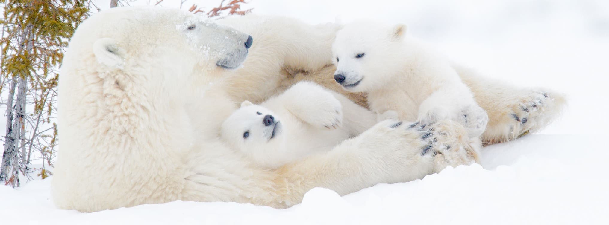 Polar bear and cubs resting in the snow