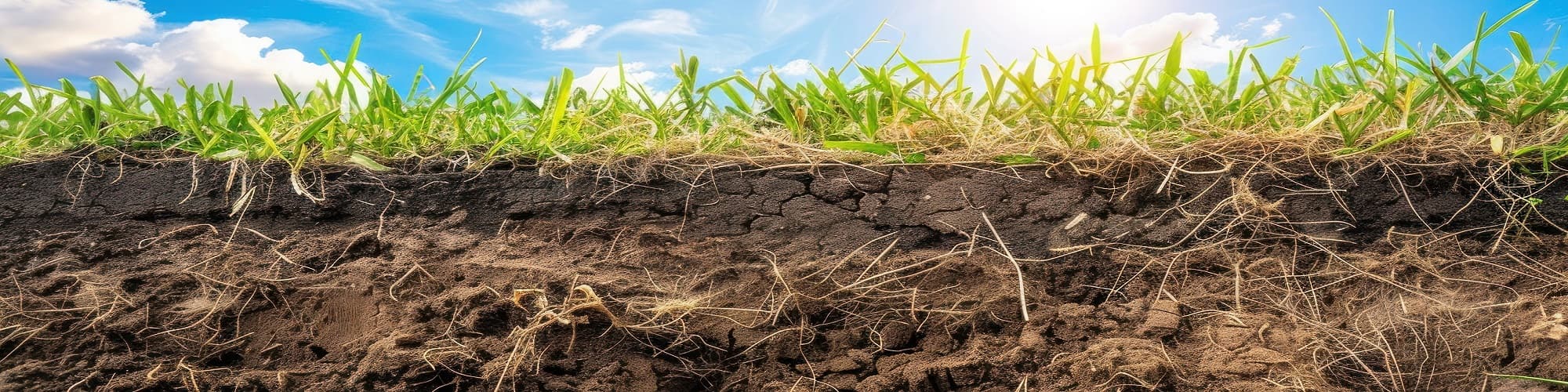 Cross-section of soil beneath grass and crops